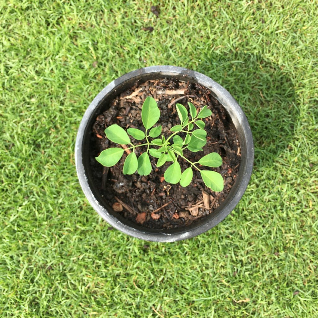 Small Moringa Seedling – Maruyama Jones Farm