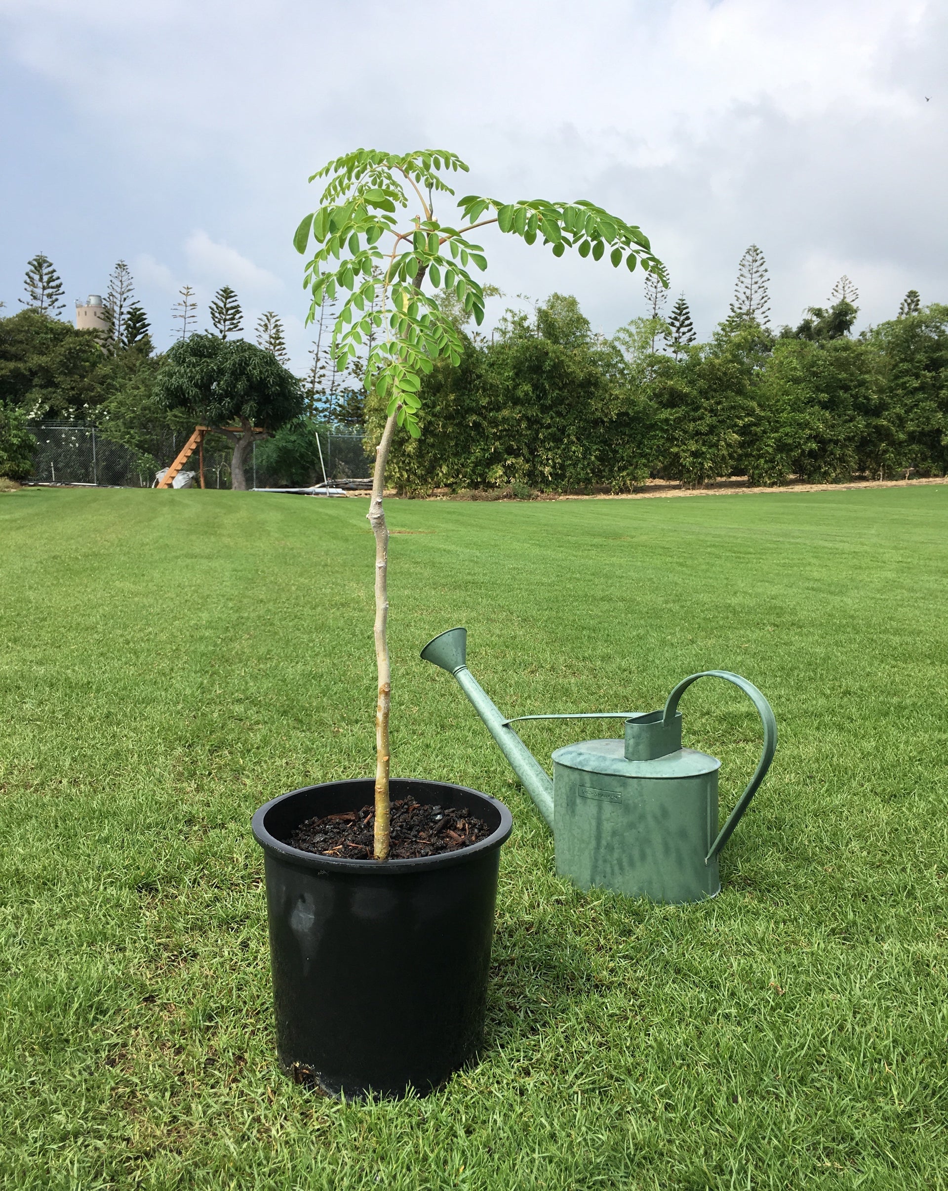 moringa seed planting Large Moringa Seedling – Maruyama Jones Farm