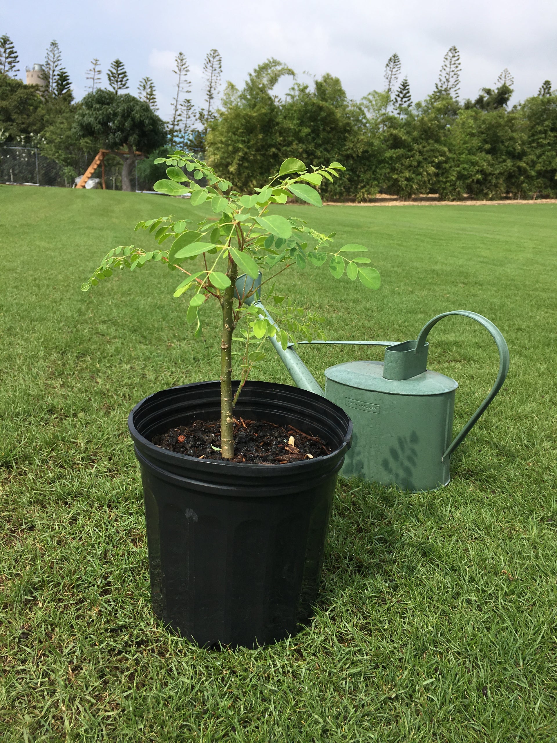 MORINGA Medium Moringa Seedling – Maruyama Jones Farm